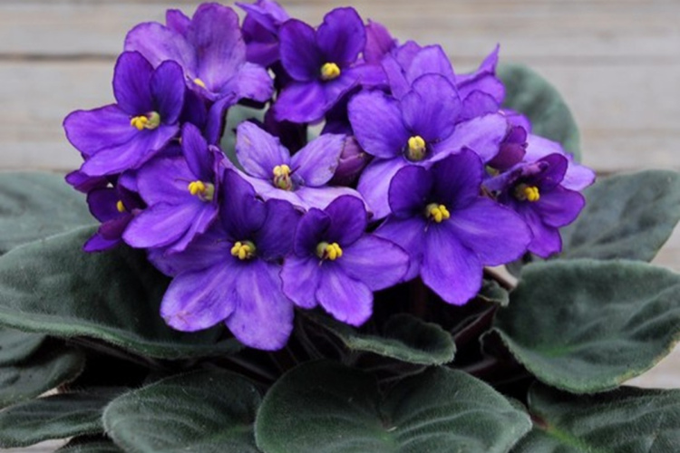 Vijolīšu brīnišķīgais spēks – ezotēriķi un psihologi tās iesaka novietot katrā mājā