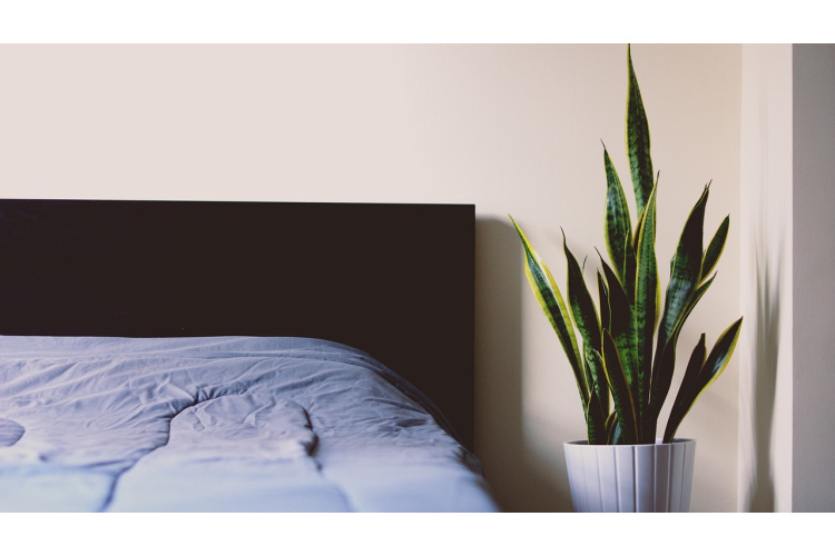 Šajā telpā nevar likt, kas pagadās – guļamistabai piemēroti augi