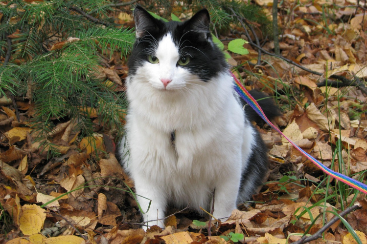 Horoskops 22. novembrim: Dvīņiem - izmaiņas, Ūdensvīram - ilgi gaidītā iespēja