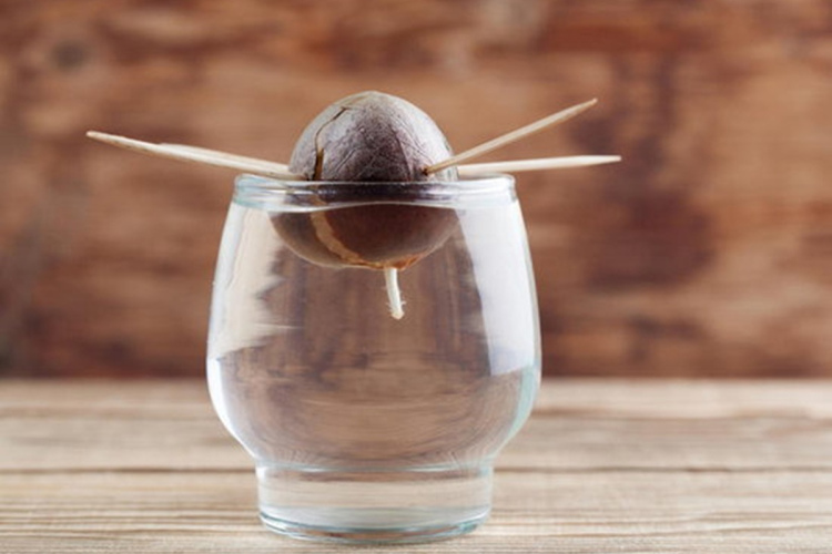 Tas ir iespējams – kā izaudzēt avokado no kauliņa mājas apstākļos