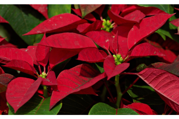 Kā padarīt puansetiju par īstu palodzes zvaigzni svētkos