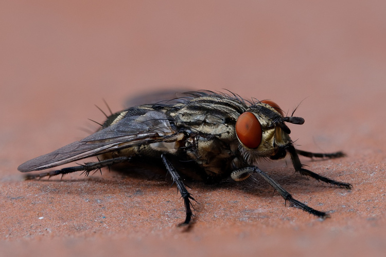 No kurienes ziemā mājā rodas mušas: patiesie cēloņi un kā no tām atbrīvoties dažu minūšu laikā