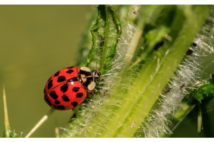 Mārīšu pārsteidzošie noslēpumi - kāpēc tās ir vajadzīgas jūsu dārzā