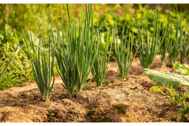 Nepalaidiet garām ideālo laiku: lūk, kad stādīt ziemas sīpolus agrai ražai