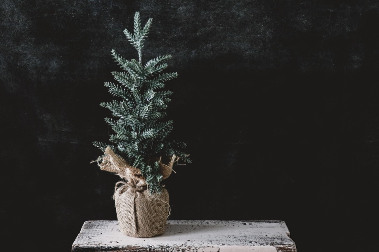 Vienkāršs veids kā atbrīvot Ziemassvētku eglīti no zirnekļiem