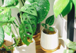 5 visvieglāk audzējamie telpaugi iesācējiem