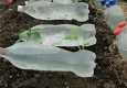 Kā sasildīt augsni siltumnīcā divas nedēļas agrāk - vienkārša metode, izmantojot plastmasas pudeles