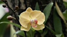 Ziemas orhideju kopšana – japāņu rituāls, kā palīdzēt augam pārdzīvot aukstumu