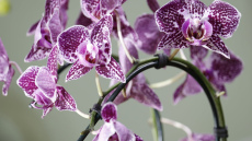 Pamodiniet savu falenopsi ziemā: tā sāks skaisti ziedēt