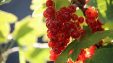 Jāņogu un upeņu krūmi ir pilni ar ogām - mans noslēpums ir divas saujas šī decembra mēslojuma zem katra krūma