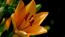 Pastāstīsim vai decembrī var stādīt lilijas zemē