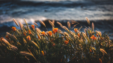 Dārzi būs košās krāsās visu ziemu, ja tagad iestādīsiet vienu ziedu, kas zied “vairākas nedēļas”