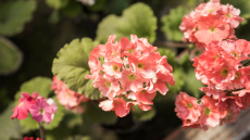 Pelargonijas zied visu ziemu bez neviena novītuša zieda - "uzmundrinošs dzēriens", kas pagatavots no divām sastāvdaļām