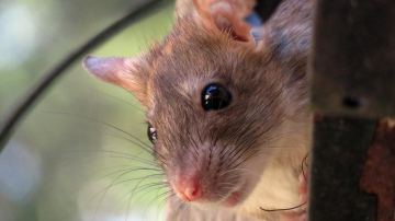 Efektīvi veidi, kā atbrīvoties no žurkām un pelēm bez nežēlības