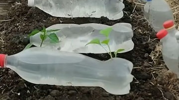 Kā sasildīt augsni siltumnīcā divas nedēļas agrāk - vienkārša metode, izmantojot plastmasas pudeles