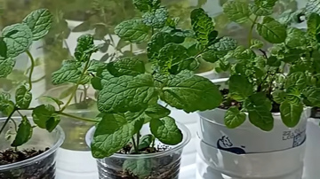 Paņēmu vienu kātiņu no kaimiņienes - tagad piparmētra ir pārņēmusi visu palodzi un ir pieejama visu gadu