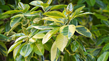 Fikuss pat decembrī būs sulīgi zaļš - ieleju šo ūdeni zem saknēm, un augs atkal ir spēcīgs un sulīgs