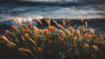 Dārzi būs košās krāsās visu ziemu, ja tagad iestādīsiet vienu ziedu, kas zied “vairākas nedēļas”