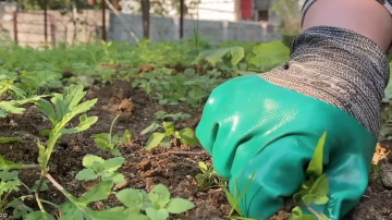 Dabas aizsardzības pārvalde brīdina: Ja redzi savā īpašumā šo invazīvo sugu, vajag atbrīvoties