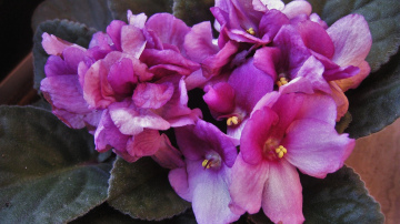 Viena karote šī līdzekļa zem saknes, un istabas vijolīte ziedēs nepārtraukti pat ziemā