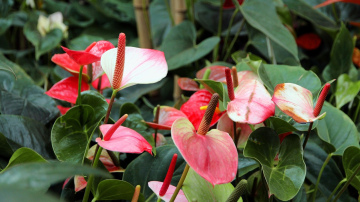 Telpaugu zirnekļa ērces vairs nav problēma - vienkārši apsmidziniet augus un ievietojiet maisiņā uz trim dienām