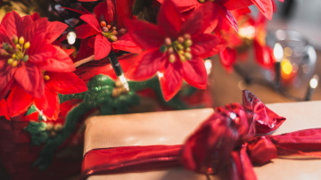 Visām puansetijām tas ir nepieciešams decembrī - Ziemassvētku zvaigzne priecēs  līdz februārim