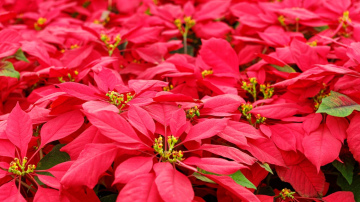 Puansetijas plauks un ziedēs vēl ilgi Jaunajā gadā, ja ievērosi trīs ekspertu kopšanas padomus