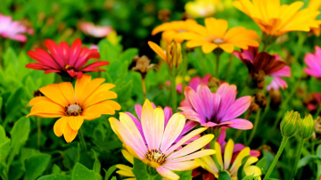 Panāciet, lai pavasara ziedi krāšņi uzzied, paveicot vienu darbiņu jau tagad, kamēr nav par vēlu