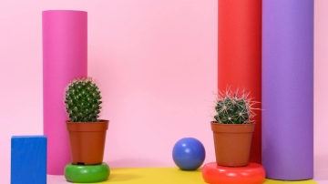 Ziemassvētku kaktusiem būs “skaisti ziedi” vairāku mēnešu garumā, ja sešas nedēļas veiksiet vienu vienkāršu uzdevumu