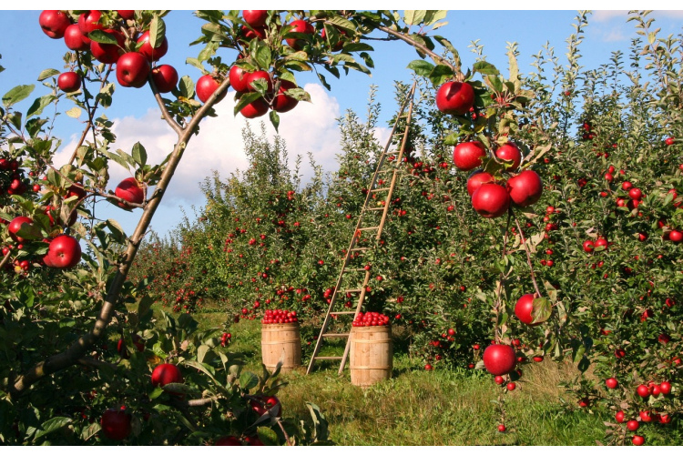 Neliels zemes gabals vairs nav problēma: kā gudri stādīt kolonnveida kokus