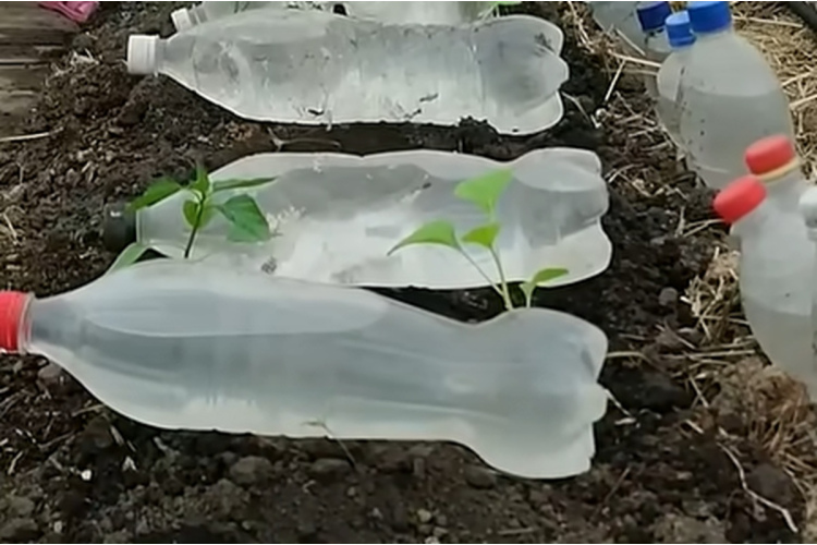 Kā sasildīt augsni siltumnīcā divas nedēļas agrāk - vienkārša metode, izmantojot plastmasas pudeles