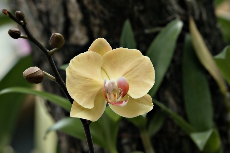 Ziemas orhideju kopšana – japāņu rituāls, kā palīdzēt augam pārdzīvot aukstumu