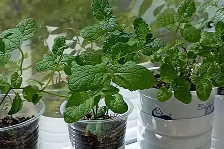 Paņēmu vienu kātiņu no kaimiņienes - tagad piparmētra ir pārņēmusi visu palodzi un ir pieejama visu gadu