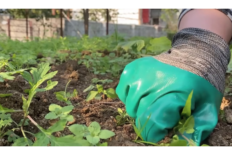 Dabas aizsardzības pārvalde brīdina: Ja redzi savā īpašumā šo invazīvo sugu, vajag atbrīvoties