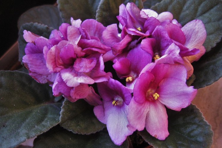 Viena karote šī līdzekļa zem saknes, un istabas vijolīte ziedēs nepārtraukti pat ziemā