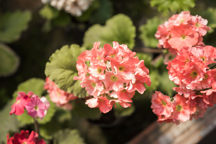 Pelargonijas zied visu ziemu bez neviena novītuša zieda - "uzmundrinošs dzēriens", kas pagatavots no divām sastāvdaļām