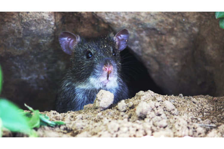 Žurkas metīsies prom no tava dārza, ja ārā atstāsi vienu virtuves priekšmetu