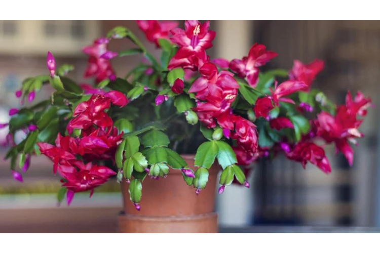 Ziemassvētku kaktuss ziedēs atkal un atkal: augu kopšanas pamatnoteikumo