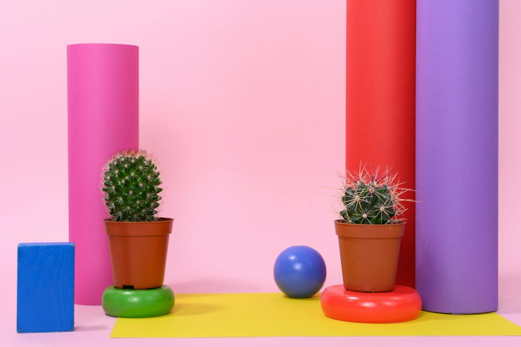 Ziemassvētku kaktusiem būs “skaisti ziedi” vairāku mēnešu garumā, ja sešas nedēļas veiksiet vienu vienkāršu uzdevumu