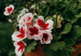 Pelargonija pavasarī ziedēs bagātīgi, ja pareizi barosiet to