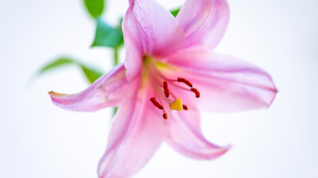 Miera lilijas augs zaļākas un kuplākas, ja reizi nedēļā tiek veikts 5 minūšu darbiņš