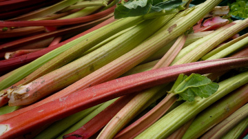 Rabarberi izaug saldāki un garšīgāki, ja dārznieki janvārī veic vienu vienkāršu darbu