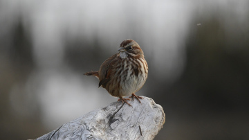 Horoskops rītdienai, 24. janvārim: Ūdensvīram - apvainojums, Aunam - negaidīta rīcība