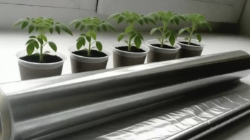 Alumīnija folija uz palodzes: vienkāršs paņēmiens spēcīgu stādu audzēšanai