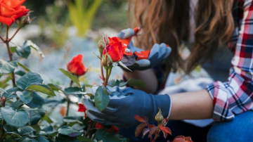 Kāpēc februāris ir piemērots laiks rožu spraudeņu sagatavošanai