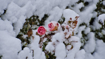Vai ziemā vajadzētu nokratīt sniegu no augiem: dārznieku atbilde