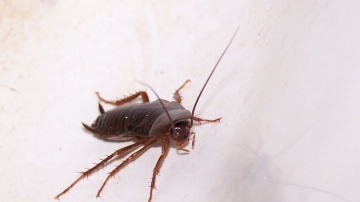 Prusaku apkarošana bez liekas ķīmijas: pārbaudīti paņēmieni un profilakse