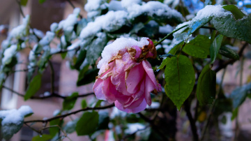Rozes pārdzīvos stipras salnas: dārznieks nosauca visefektīvāko patvērumu