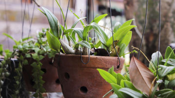 Dabisks mēslojums istabas augiem: kāpēc puķkopji izvēlas sinepju pulveri