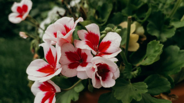 Pelargonija pavasarī ziedēs bagātīgi, ja pareizi barosiet to